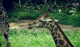 女人和动物交配视频,揭秘人类与动物交配的禁忌真相